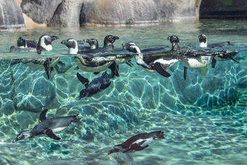 Cheetah,Penguin,Wine tour via Whale Route Private tour