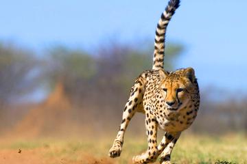 Full-Day Cheetah Outreach Tour from Cape Town