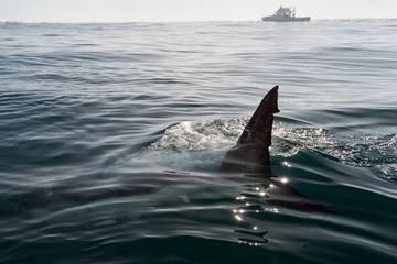 Shark Cage Diving Tour Helderberg and Grabouw