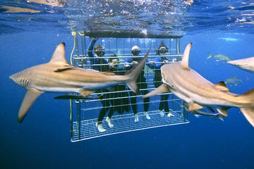 Shark Cage Diving Tour Helderberg and Grabouw including Private Transportation