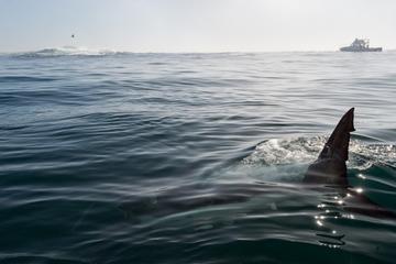 Shark Cage Diving Tour Stellenbosch