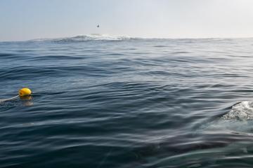 Stony Point Nature Reserve Penguin Colony Via Whale Route