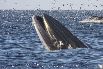Whale watching in Hermanus including Private Hotel pickup and dropoff