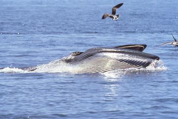 Whale watching in Hermanus Private tour
