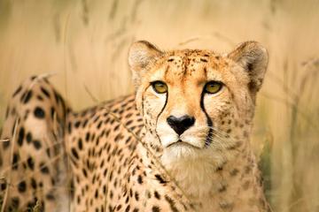 Zipline, Cheetah and Wine Tour Including Hotel Pickup and dropoff