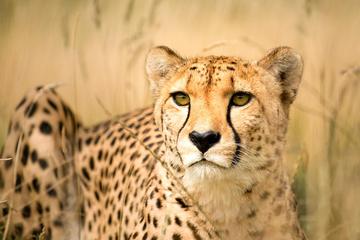 Zipline with Cheetah and Wine Tour