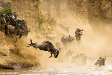 3 Days Masai Mara Safari