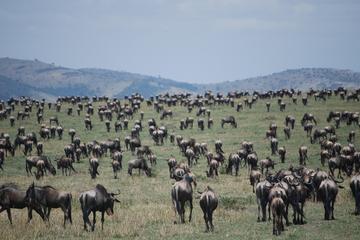 3 Days Masai Mara Safari