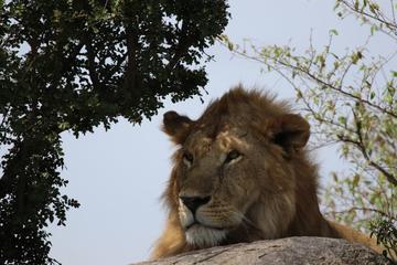 5 Days Amazing Wildlife Safari