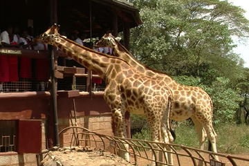 Nairobi National Park,David Shedrick,Carnivore lunch&Giraffe centre Private tour
