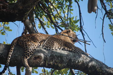 Nairobi National Park Private Day Tour