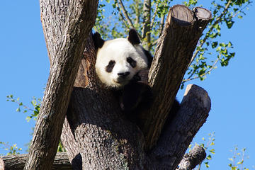 Chengdu Private Tour Of Giant Panda Breeding Research Base and City Highlights With Lunch