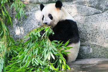 Half-day Private tour of Chongqing Zoo with Transfer to Chongqing Airport