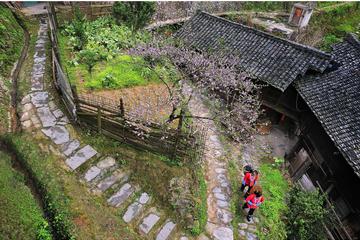 Private Day Tour Of JinKeng Rice Terraces With Dazhai And Yao Minority Villages And Sanjie Liu Tea Plantation, Including Lunch
