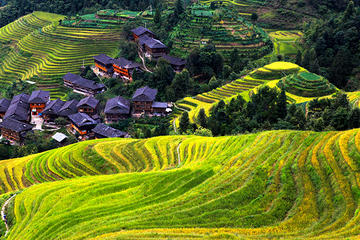 Private Day Tour Visiting Longji Rice Terrace with PingAn Zhuang Minority Village and Sanjie Liu Tea Plantation
