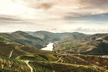 Full-Day Douro Valley Wine and Food Tour from Porto