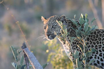 1night 2days Express Kruger National Park Safaris