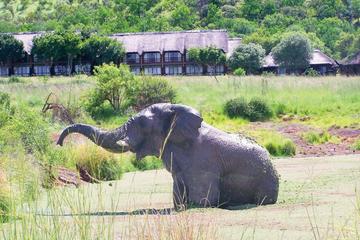 2 Nights Bakubung Bush Lodge Safaris form Johannesberg or Pretoria
