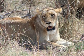 3 Days Kruger National Park Overnight Safaris