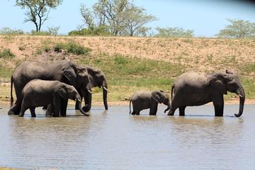 3 Days Kruger National Park Overnight Safaris