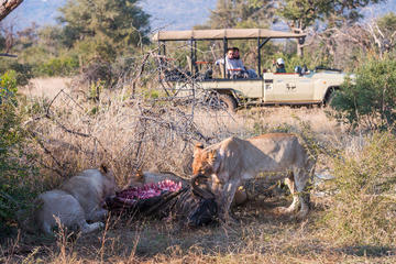 3days THAKADU RIVER CAMP, Madikwe Game Reserve