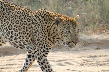 4 Day Trip to Kruger National Park from Johannesburg