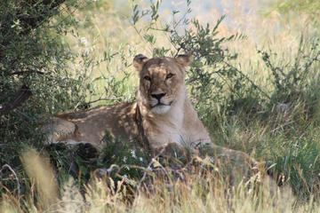 Full-Day Pilanesberg National Park Safari from Johannesburg and Pretoria