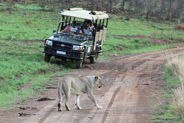 Ivory Tree Game Lodge 3days overnight safaris - Pilanesberg National Park