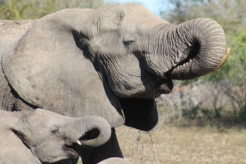 Kruger National Park Full Day Private Guided Safaris