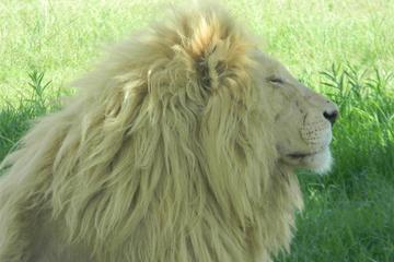 Lion Park Half-Day Tour from Johannesburg and Pretoria