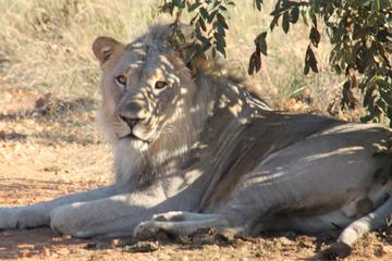 Pilanesberg National Park and Lesedi Cultural Village Full Day Tour