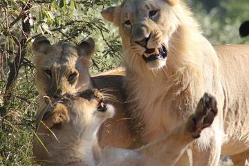 The Best of Kruger 8days 7nights from Top to Bottom