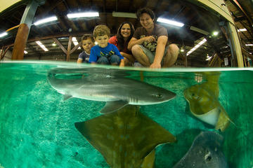 Irukandji Shark and Ray Aquarium Entry Ticket with Optional Shark Experience