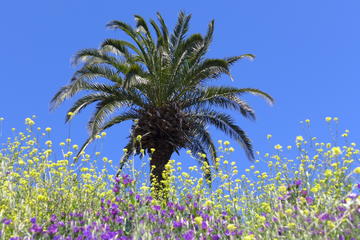 La Gomera Herbal Hike
