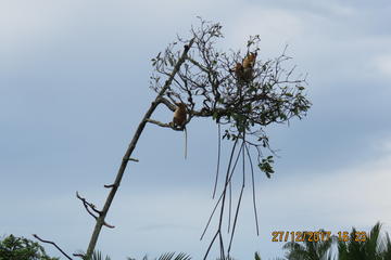 Brunei Proboscis Monkey River Safari & Exclusive Water Village Shore Excursion