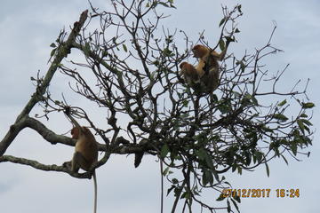 Brunei Proboscis Monkey River Safari with Exclusive Water Village Tour