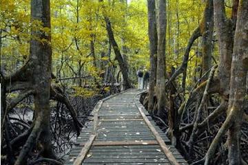 Selirong Island Mangrove Tour