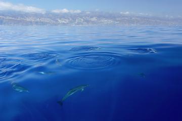 Whales and Dolphins Watching Tour from Calheta