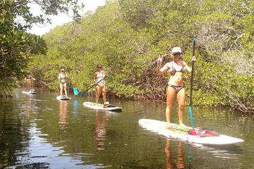 Day Trip 2 Hour Kayak or Paddleboard Eco Tour near Key Largo, Florida 