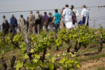 Tour of a Vineyard, Winery and Cellar Including Wine Tasting in Vouvray in the Loire Valley