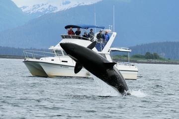 Whale Watching and Wildlife Adventure from Juneau