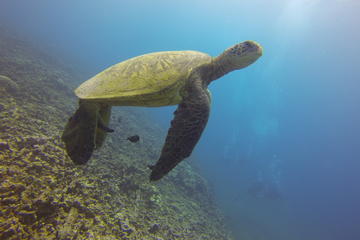 Aloha Nui Snorkel Adventure