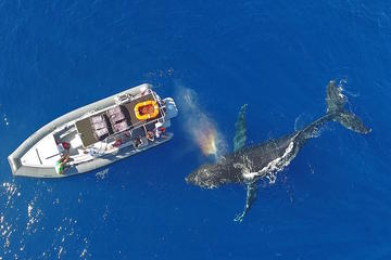 Whale Watch Adventure