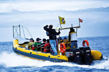 2-Hour Dolphin and Whale Watching by Little Boat in La Palma
