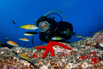 2-hour Scuba Diving Baptism in Caleta de Fuste