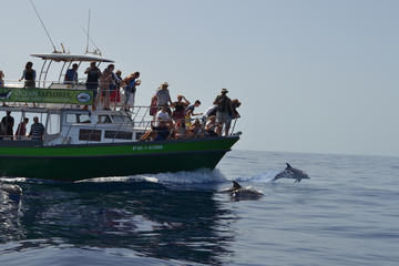 3-Hour Dolphin and Whale Watching by Big Boat in La Palma