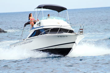 3-Hour Whale and Dolphin Watching in Tenerife