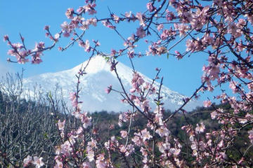 4-hour Almond Blossom Tour in Valle de Santiago