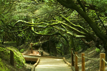 4-Hour Trekking Tour in Anaga Nature Park