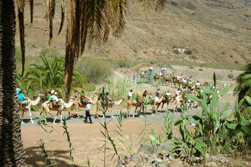 Camel Ride in Fataga with BBQ